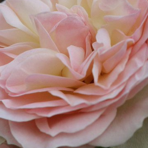 Rose Shopping Online - White - Pink - bed and borders rose - floribunda - no fragrance -  Pastella® - Hans Jürgen Evers - -